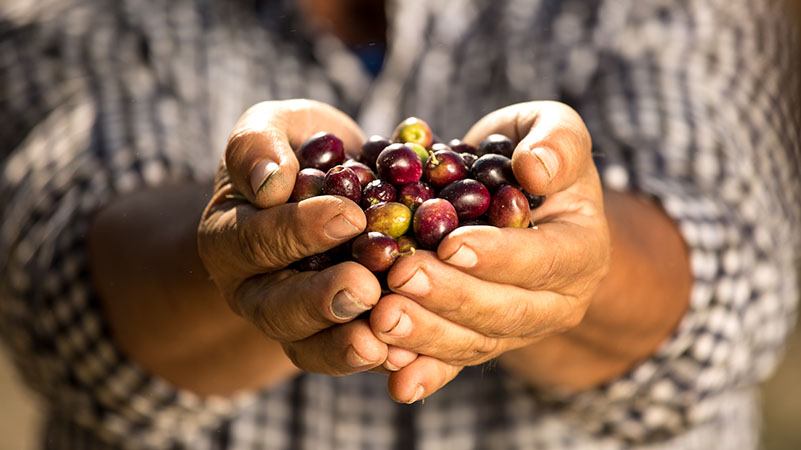 Aprovechamiento subproductos