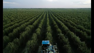 RECOLECCION SUPER INTENSIVO ACEITES GARCIA MORON