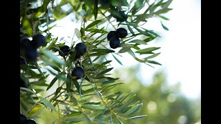 RECOLECCION TRADICIONAL ACEITES GARCIA MORON