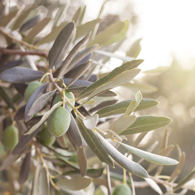 how-much-does-a-litre-of-olive-oil-weigh-aceites-garc-a-mor-n